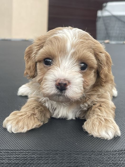 Maltipoo zapowiedz miotu