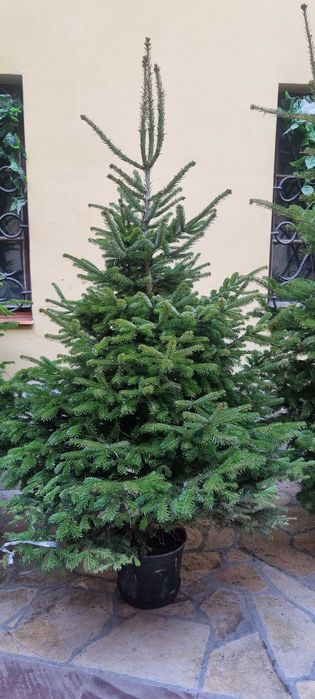 Choinki do ogrodu ,wysokie . Jodła kaukaska.