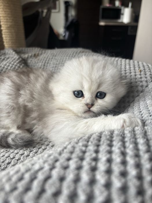 Kot szkocki na kolanka lub do hodowli