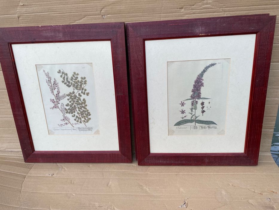 4 quadros de plantas