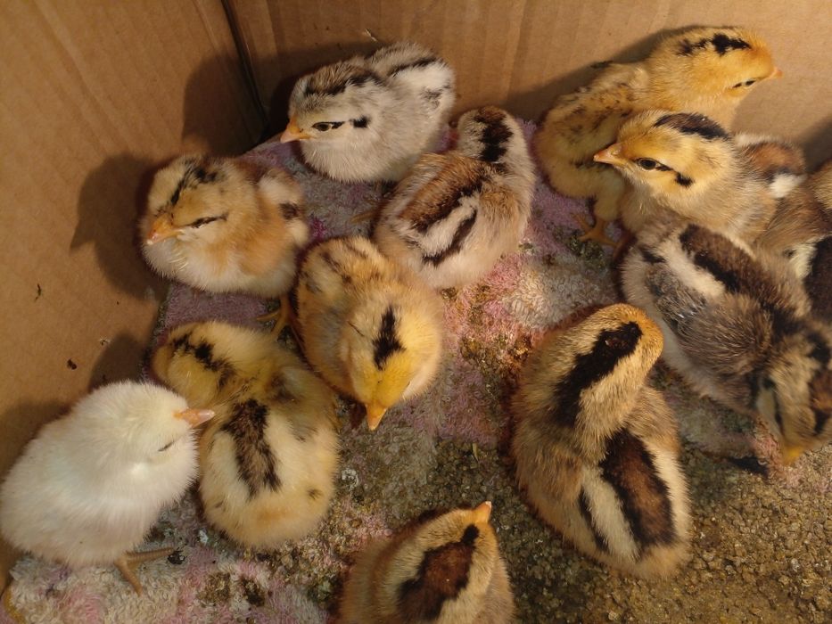 Інкубаційне яйце бентамки , Инкубационное яйцо бентамки