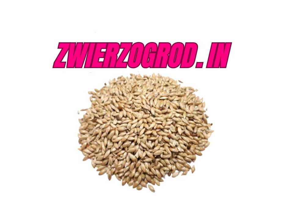 MDM Mozga Kanaryjska kanarek papużka amadyna 5kg ** zwierzogrod.in **