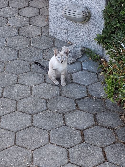 Gatinhos bebés meigos