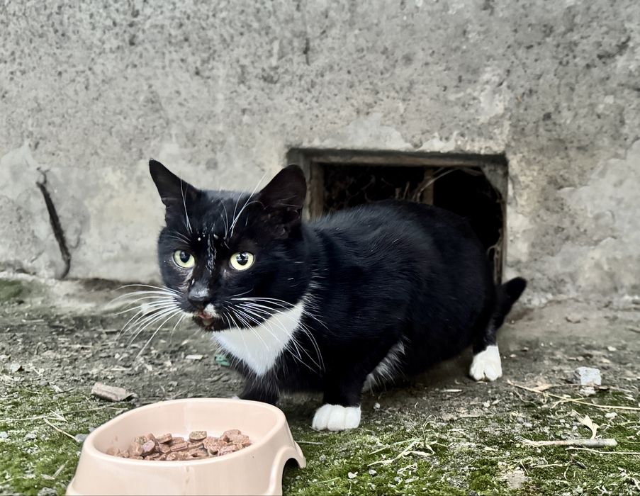 ТЕРМІНОВО‼️Онікс шукає люблячу родину ‼️
