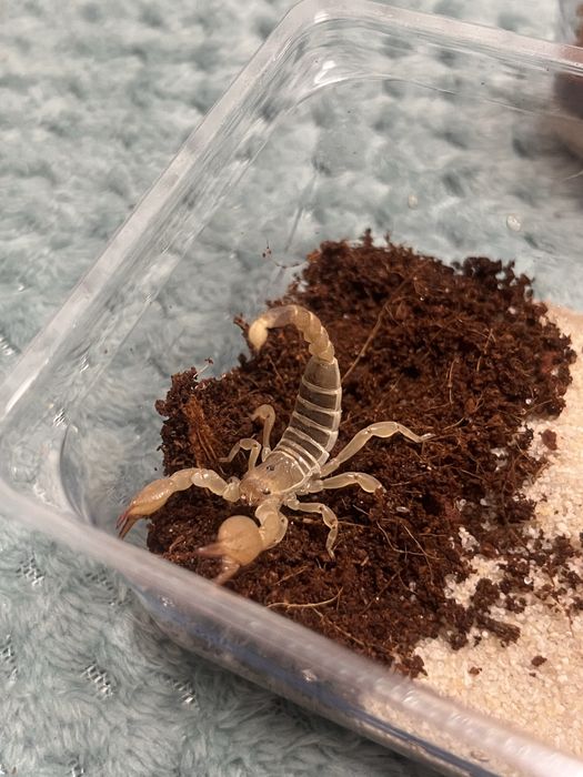 Ptaszniki skorpiony skakuny  - różne gatunki