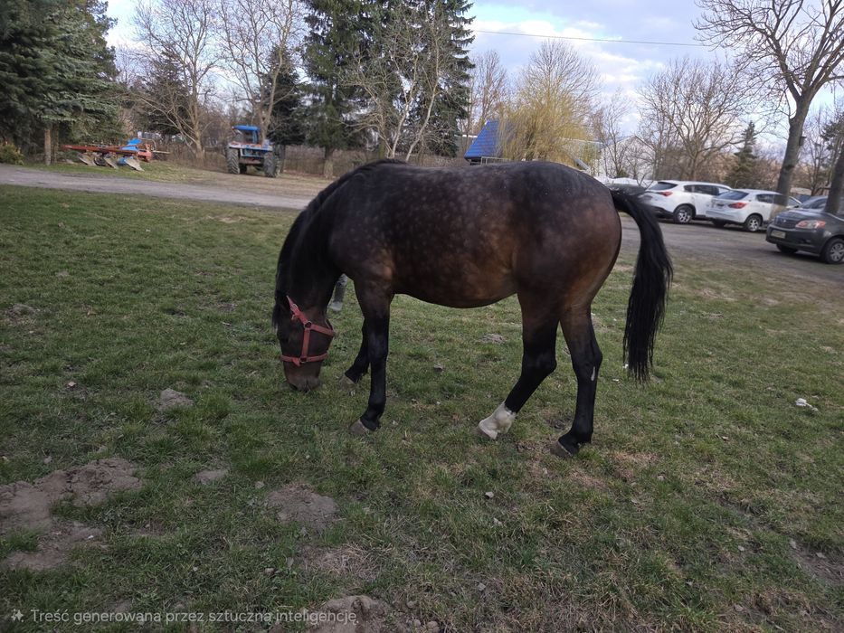 Sprzedam Klacz Śląska