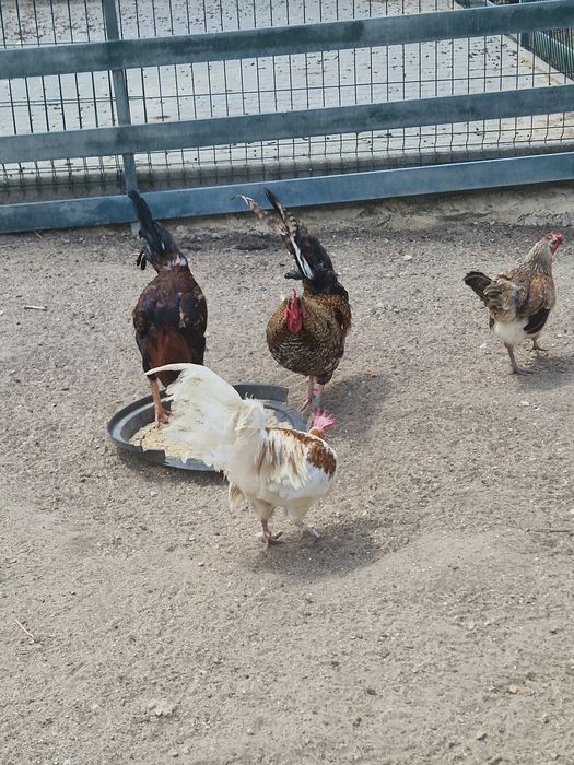 Vendo galos de varias cores