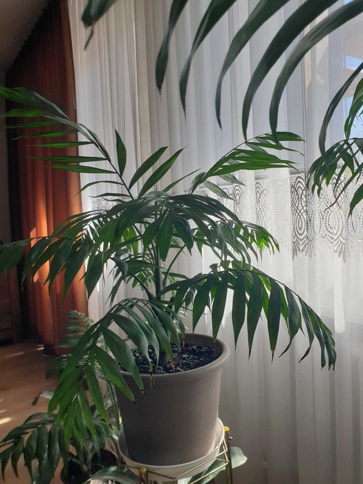 Palma duza kwiat doniczkowy roslina doniczkowa palemka liściasta