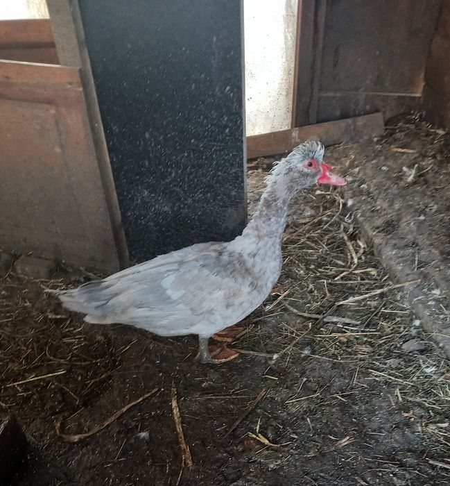 Мускусные молодые селезни