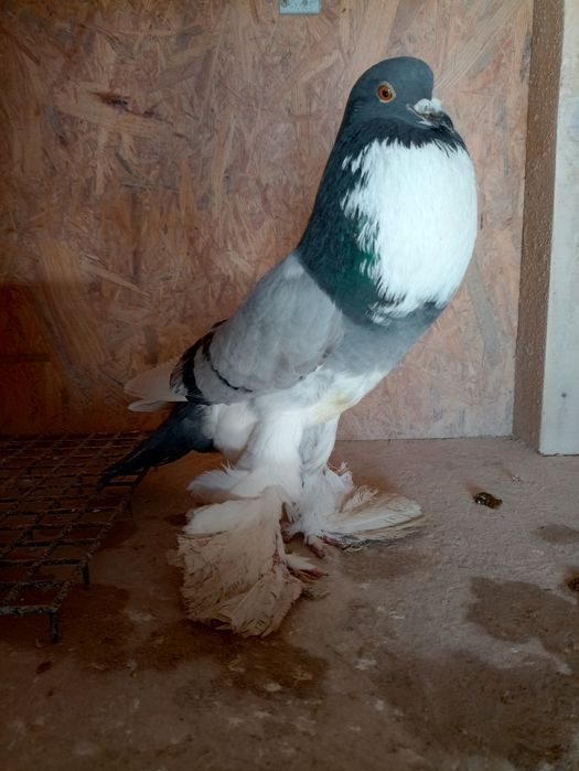 Garłacz pomorski samica 2025