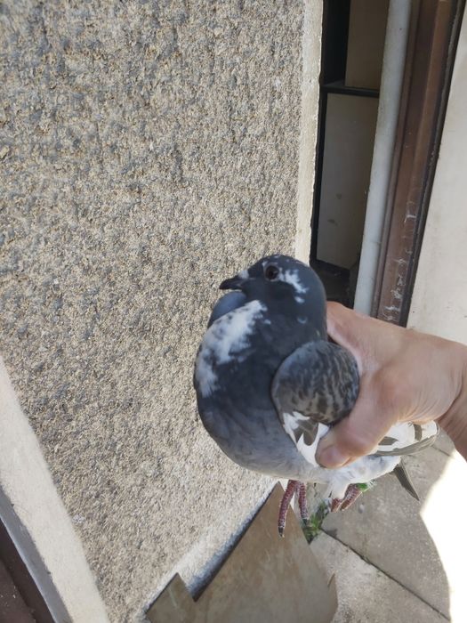 Gołąb, gołębie pocztowe, od Hermesa