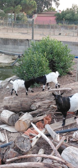 3 cabras anãs 2 macho e 1 femeas