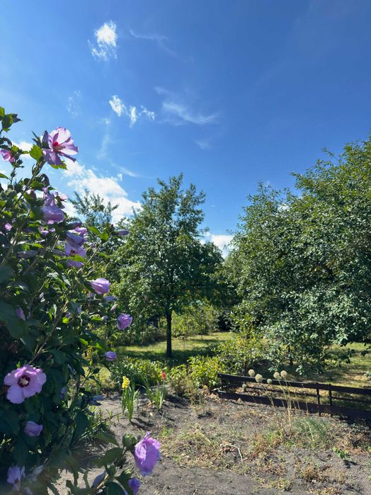 Działka rekreacyjna ROD ul. Solskiego 355m² - Widok 5