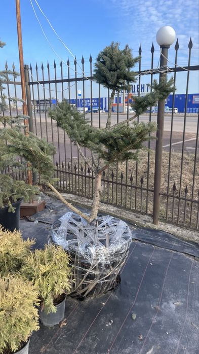 Дерево Бонсай садовий Нівакі