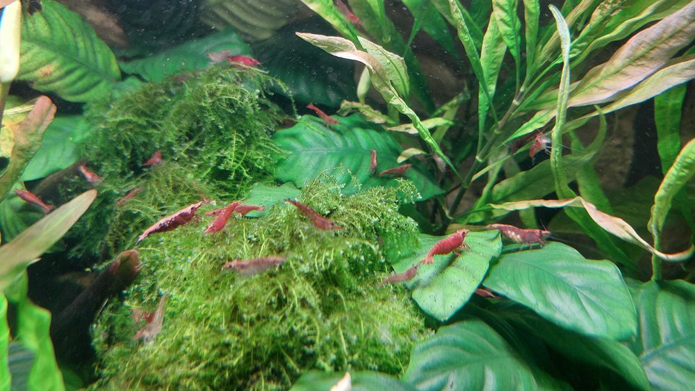 Krewetki Red Cherry (Neocaridina Davidi Var. Red) duże, okazja!