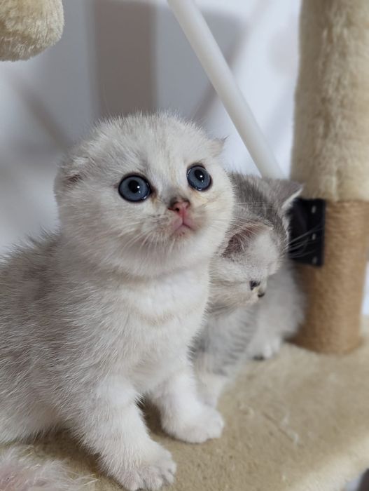 Шикарные котята серебристые шиншиллы фолдики