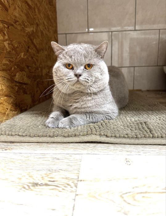 Kotka Brytyjska Liliowa. British Shorthair Lilac BRI  c.