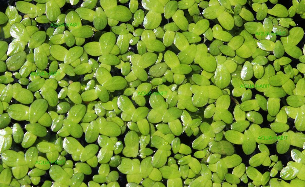 Lemna menor / Lentilha D'Água