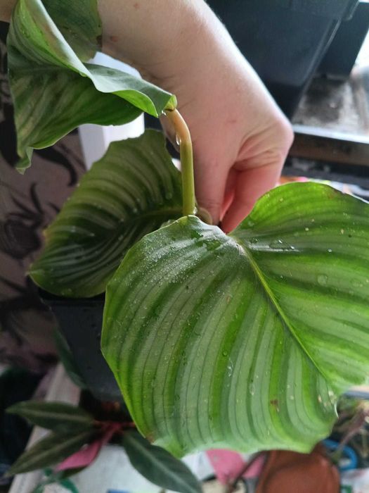 calathea orbifolia