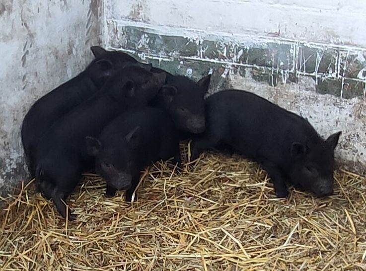 Вьетнамськи поросята