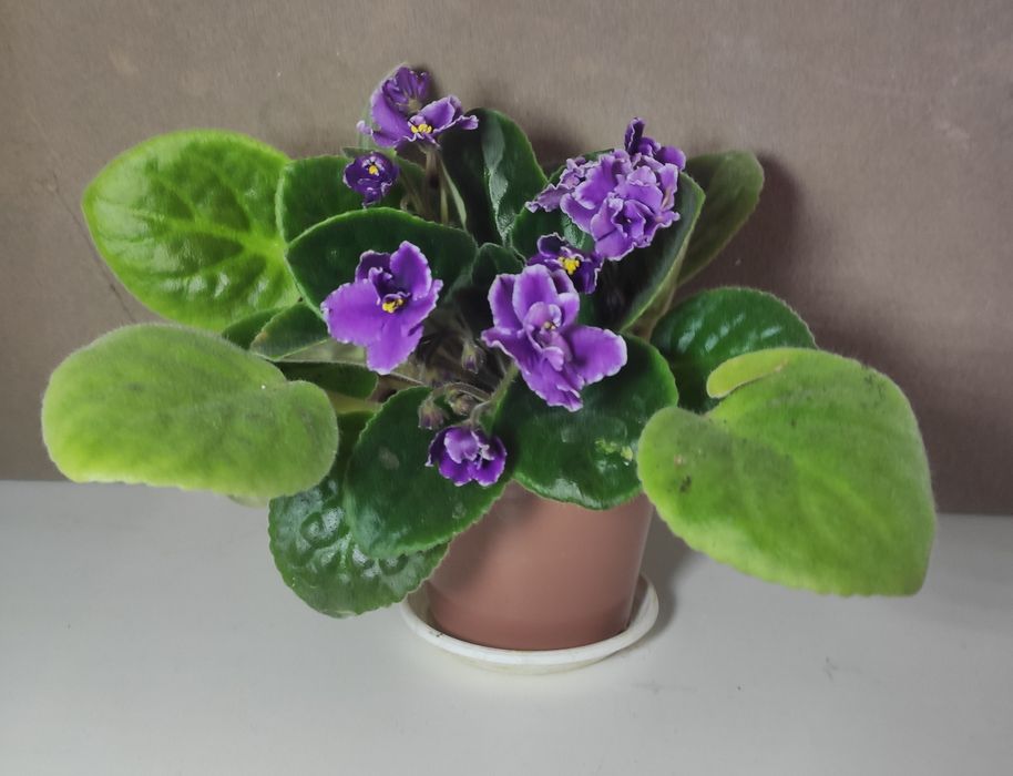 Продам Фиалка в горшке