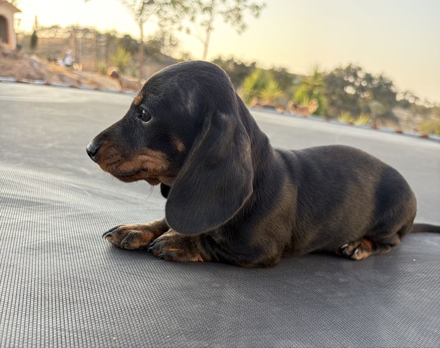 Teckel femêa muito linda com 7 semanas