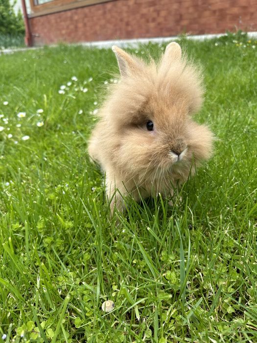 Декоративні кролики