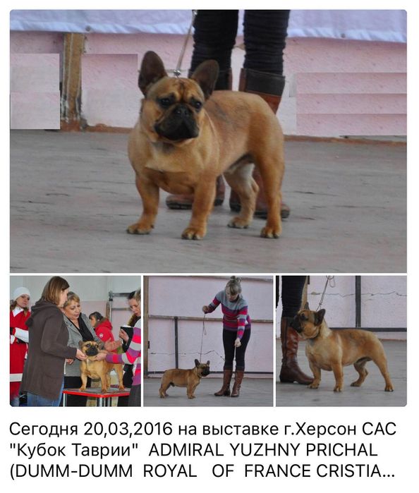 Вязка Племенной кобель