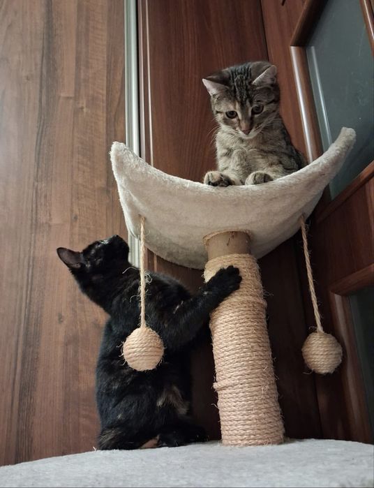 Dwie uratowane kotki szukają cierpliwego domu – Opole