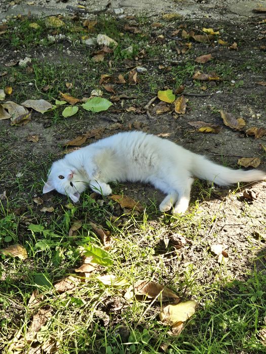 отдам даром котика
