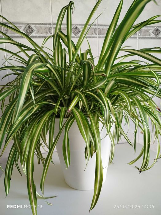 Vaso com planta Chlorophytum