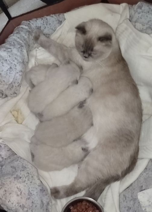 Елітні шодланські висловухі кошенята