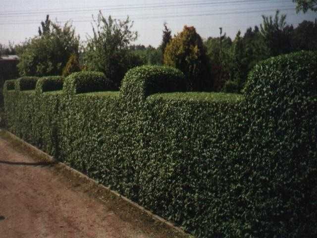 Wycinanie drzew glebogryzarka separacyjna koszenie traw rebak strzegom