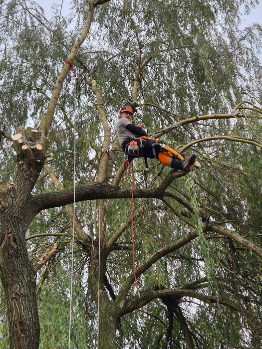 NAJLEPSZA wycinka drzew w regionie !!  WoodRem- Ryszard Mecha