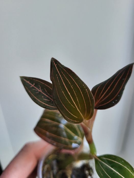 Орхідея дорогоцінна