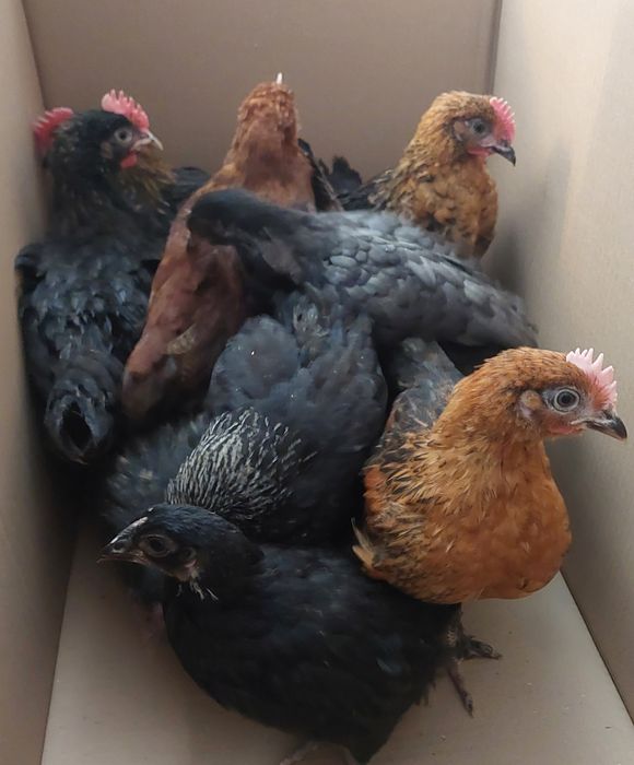 Kurczeta marans , kurczeta mix