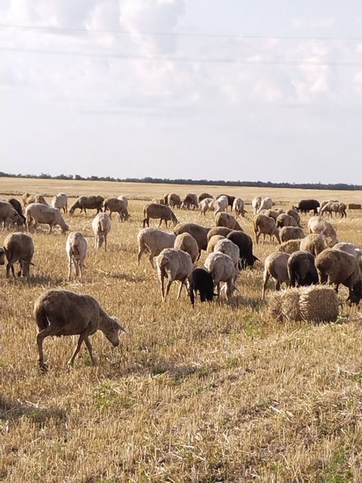 Продам Овцы Бараны