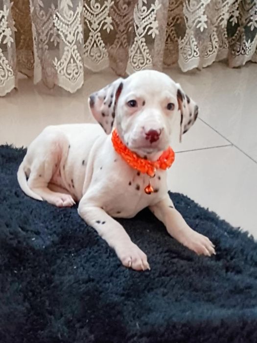 Suczka dalmatyńczyk z rodowodem