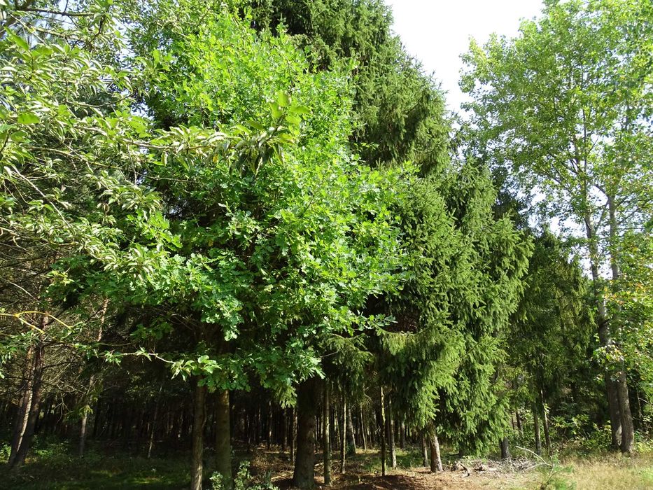 sprzedam las 3,47 ha