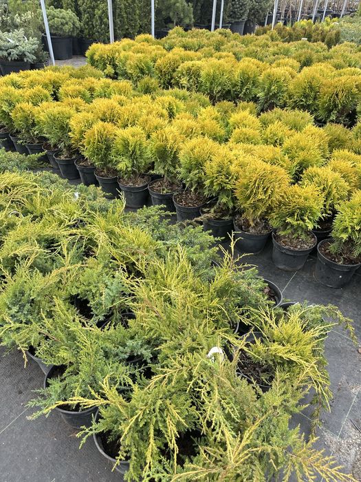 Хвойні рослини,туї ,можевельникі ,смарагди