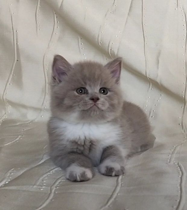 шотландські котики