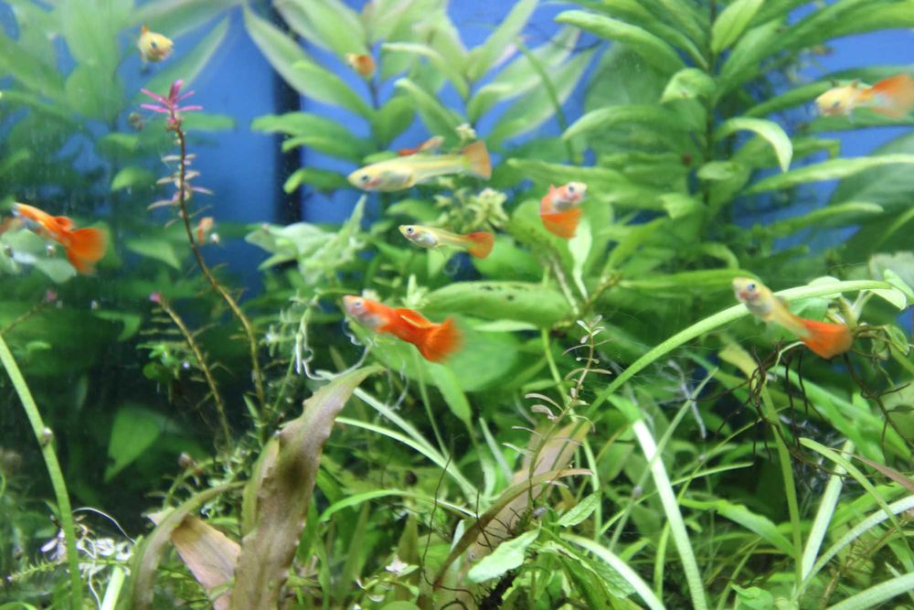 Guppies Red Blonde puros