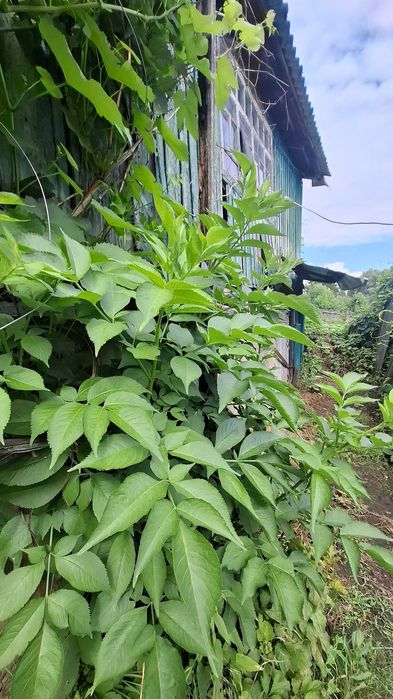 Без комиссии! Продам дом, участок, Ольшаны, Солоницевка Отг MA