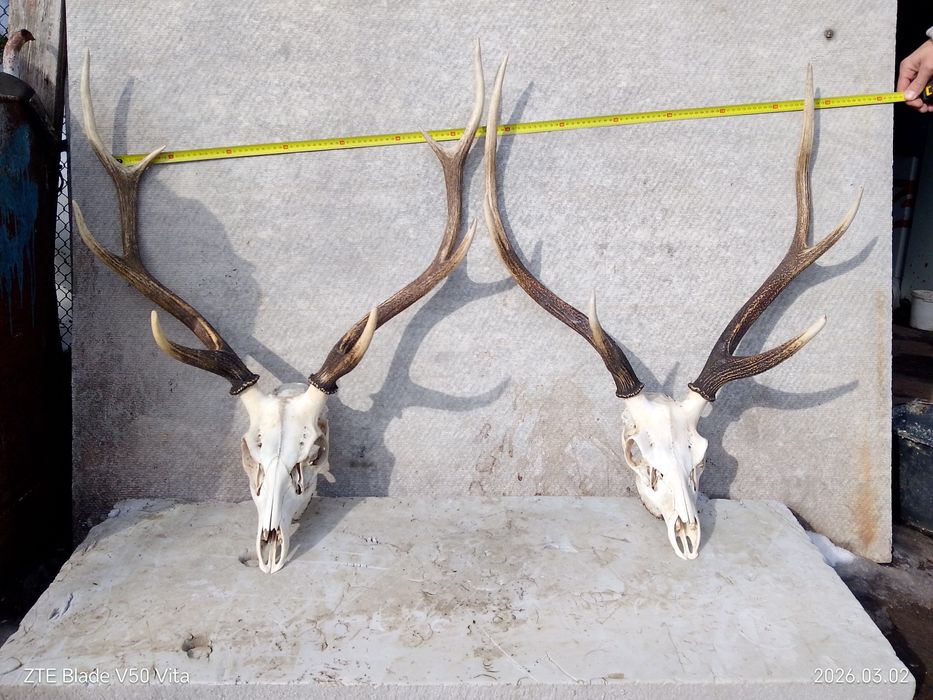 Продаю рога оленя