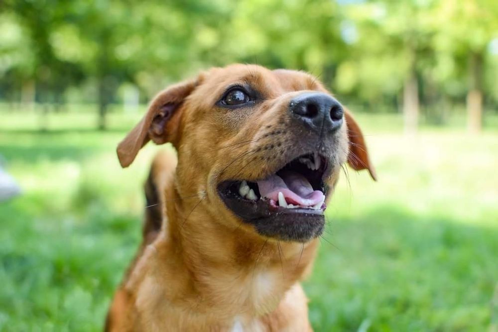 Uroczy, rudy kawaler wniesie do Domu dużo energii i radości!