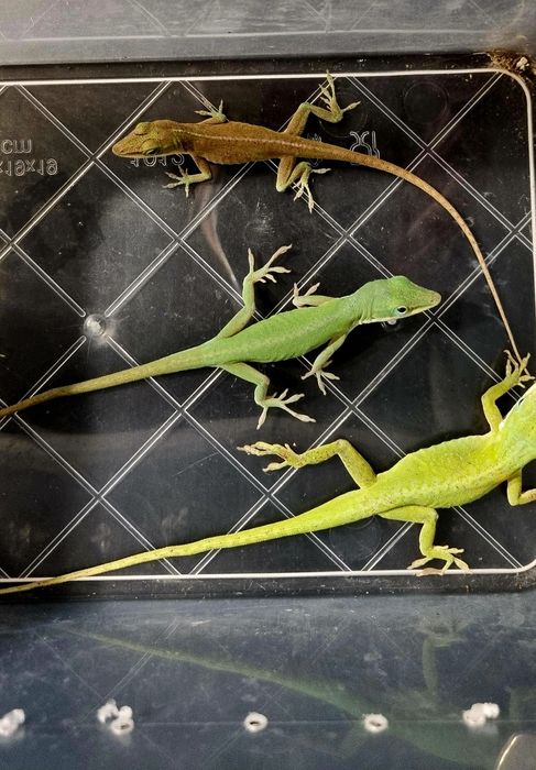 Anolisy Karolińskie – Piękne, Aktywne Jaszczurki!