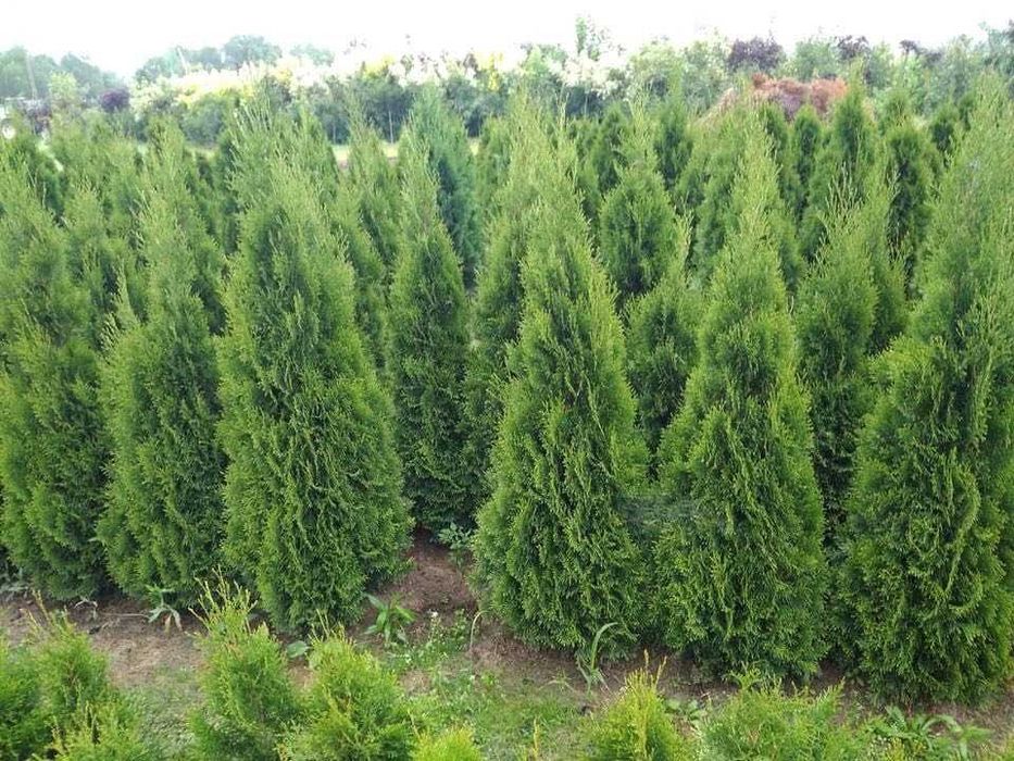 tuja szmaragd, piękne sadzonka jakość premium 160cm JESIENNA PROMOCJA!