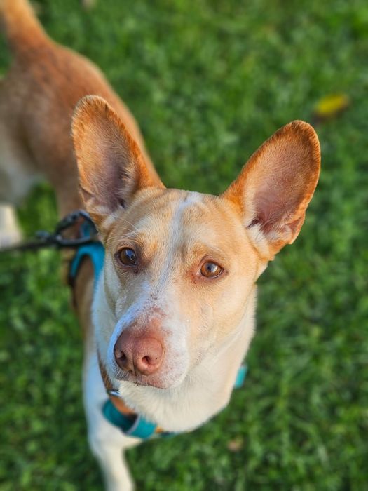 Ufo - piękny biało rudy uszatek. Adopcja