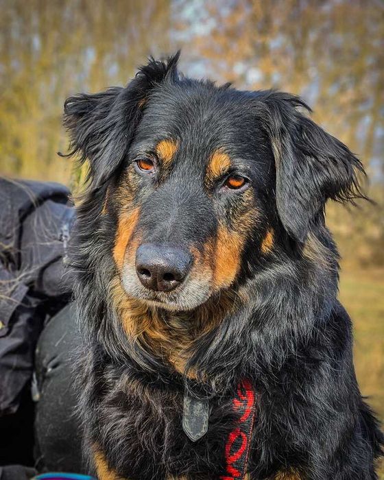 Clifford – stateczny, wspaniały, ułożony psiak marzy o własnym domu :)