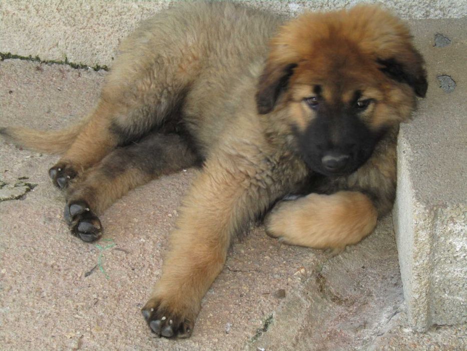 Macho Serra da Estrela com Pedigree/Afixo.